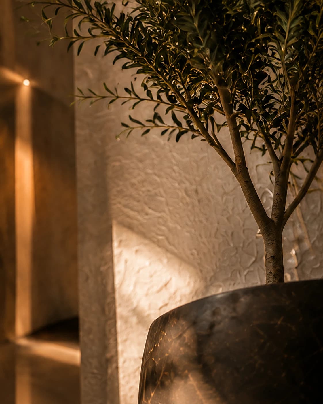 Potted olive tree against a warm textured plaster wall